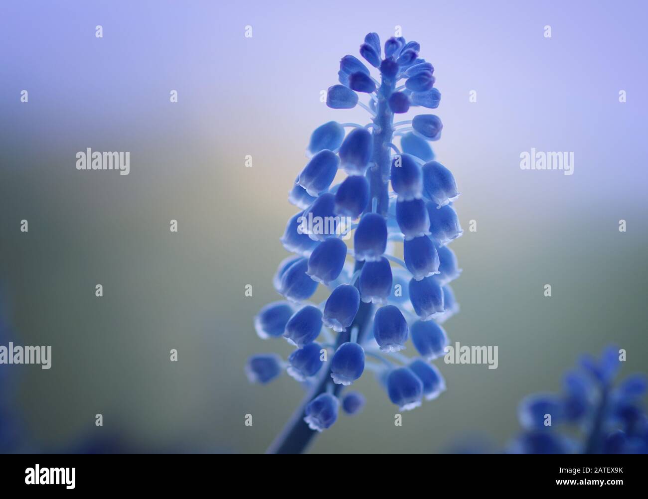 Awesome close up of muscari grape hyacinth blue flowers on a blue and green background Stock Photo
