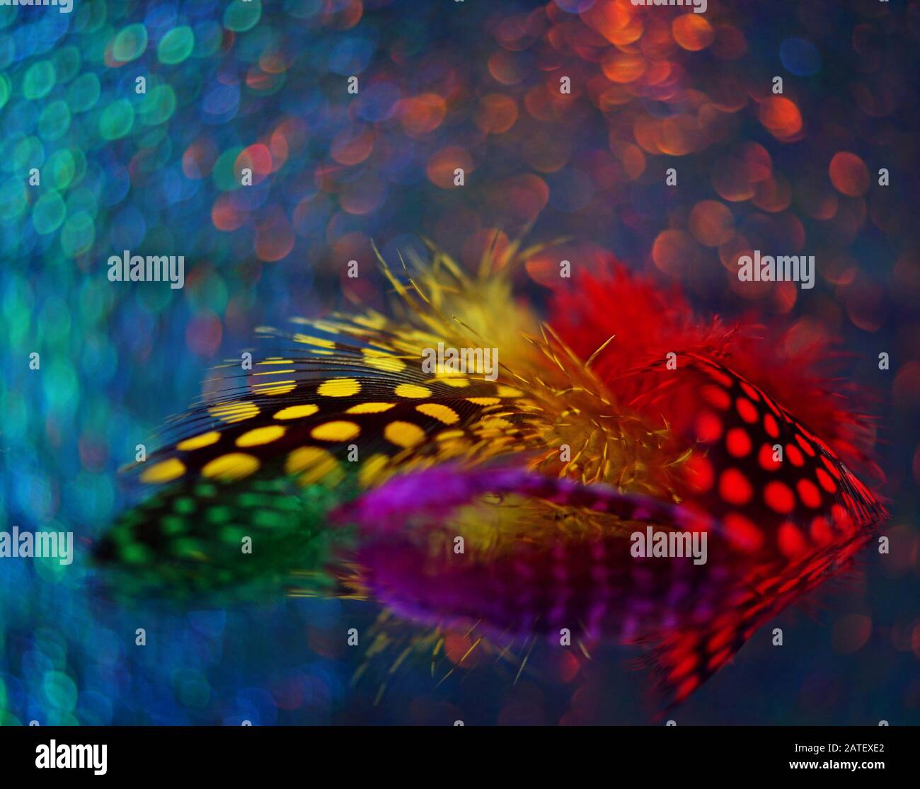 Beautiful close up of polka dot feathers on a multicolor bokeh background Stock Photo