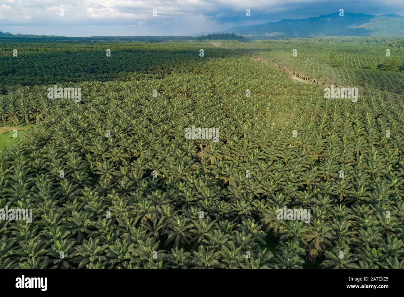 Arial View of Oil palm plantation, Elaeis guineensis, Kimbe, New britain, Papua New Guinea, PNG Stock Photo