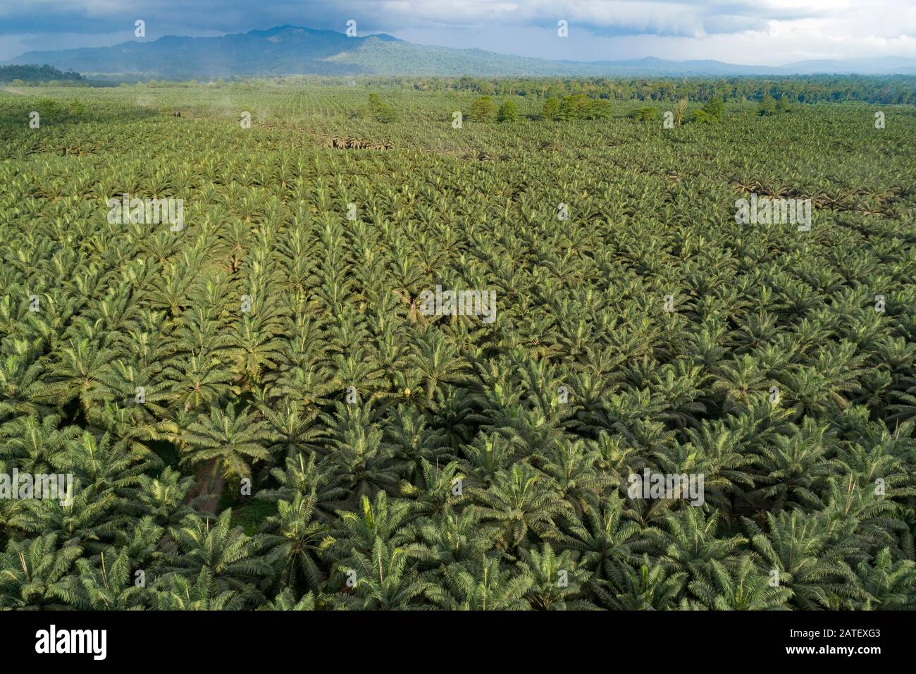 Arial View of Oil palm plantation, Elaeis guineensis, Kimbe, New britain, Papua New Guinea, PNG Stock Photo