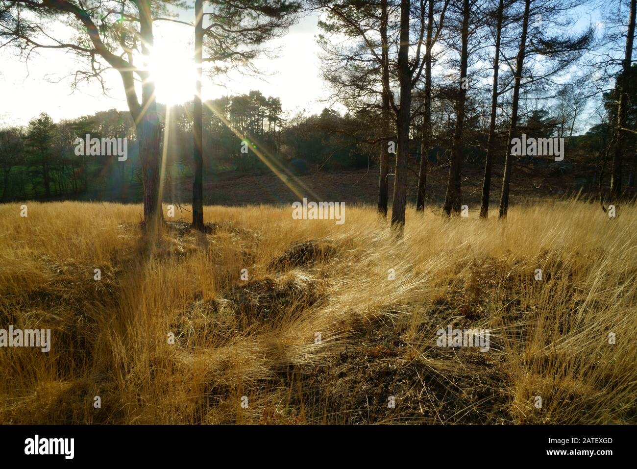 Sunburst through Pine trees on Ashdown forest. Stock Photo