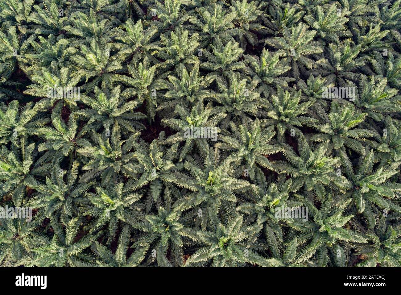 Arial View of Oil palm plantation, Elaeis guineensis, Kimbe, New britain, Papua New Guinea, PNG Stock Photo