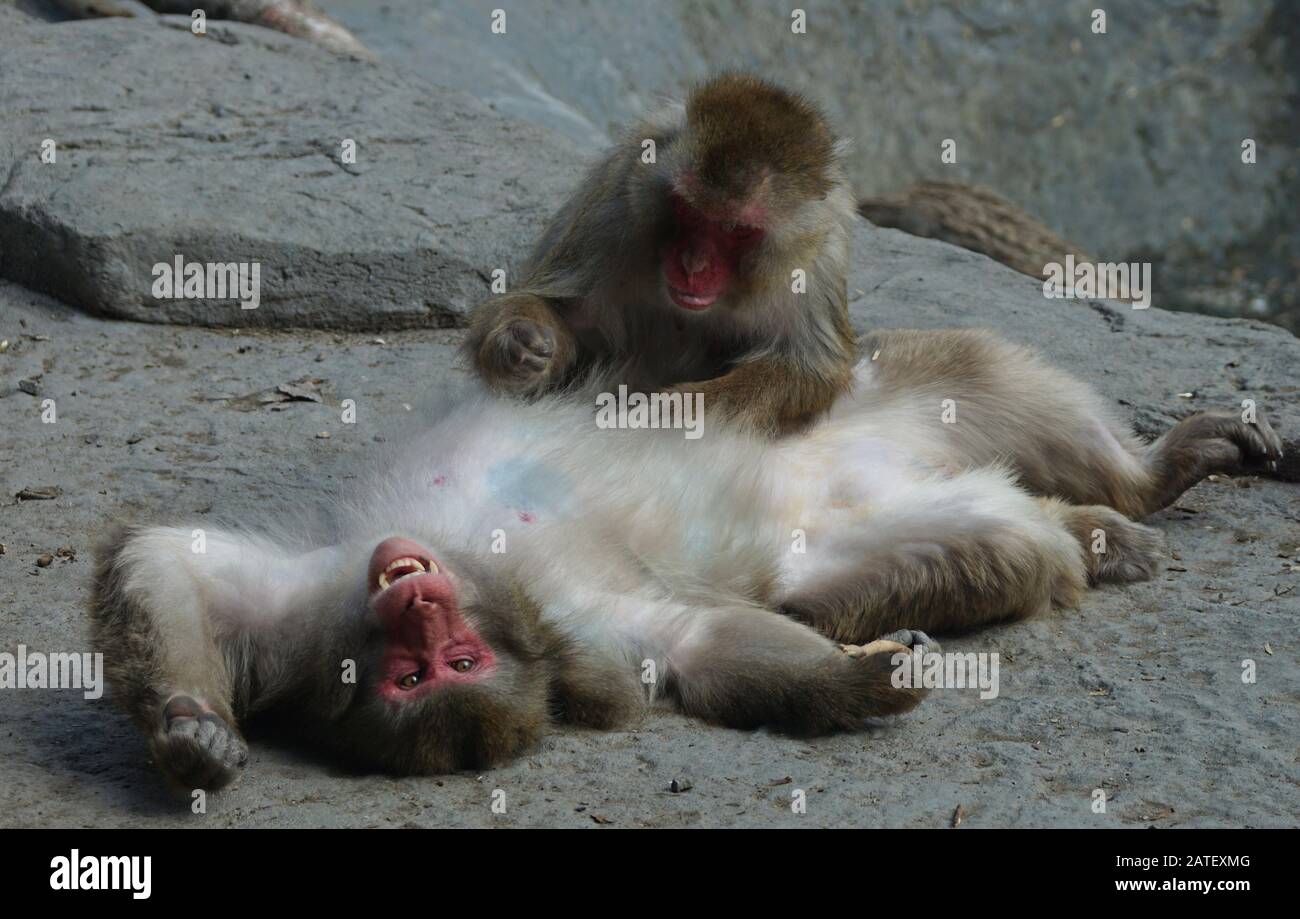 Japenese macaques one laying down with another grooming it's belly Stock Photo