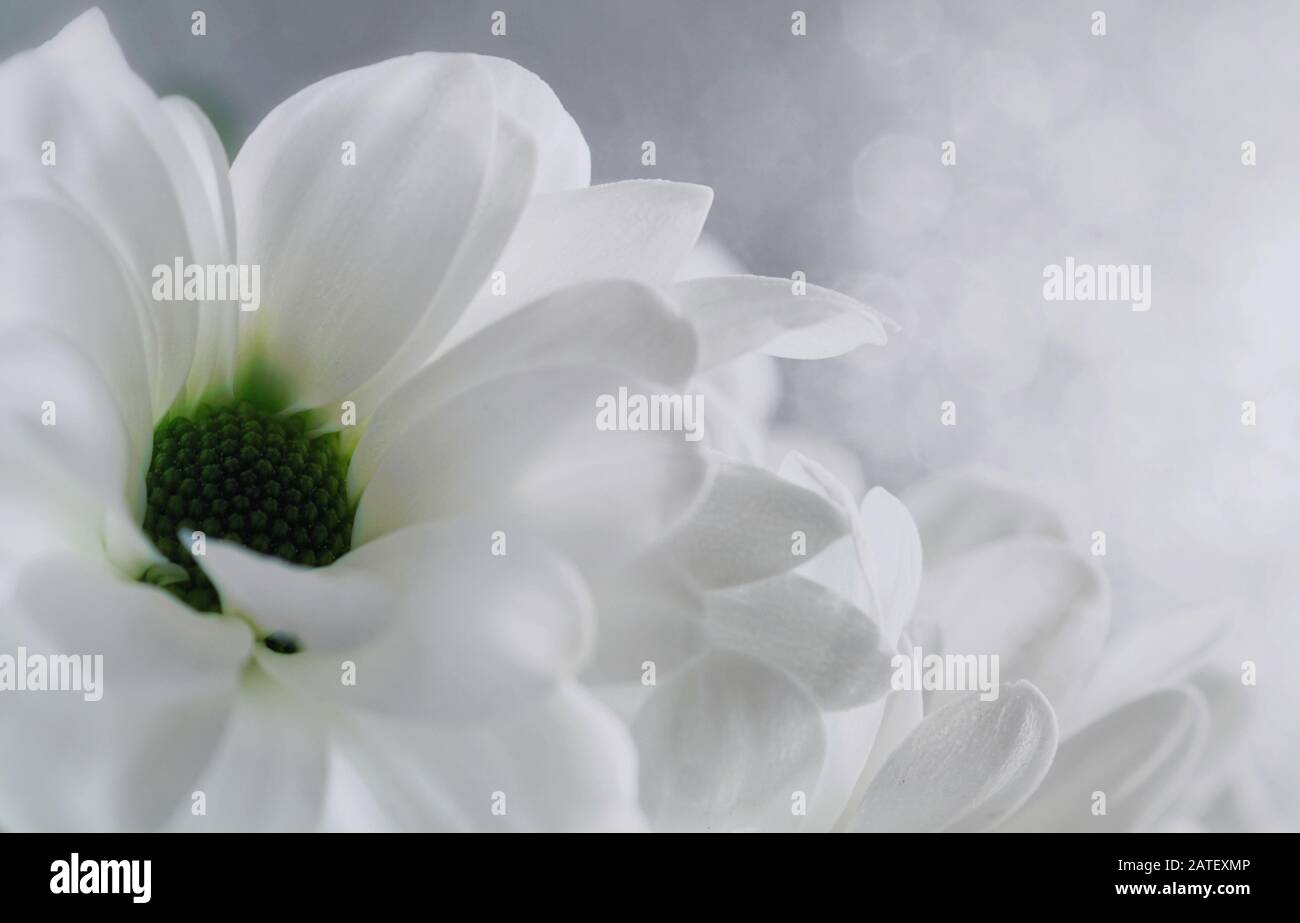 Absolute beauty close up of holland daisies on a soft white bokeh background Stock Photo