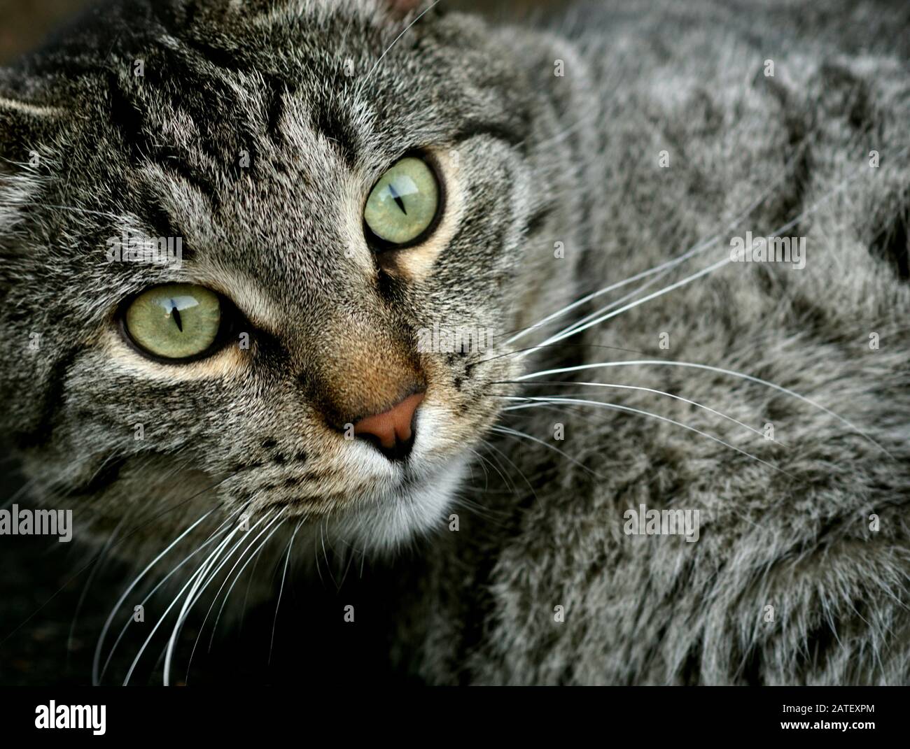 Full frame close-up of a cat focus on green eyes Stock Photo