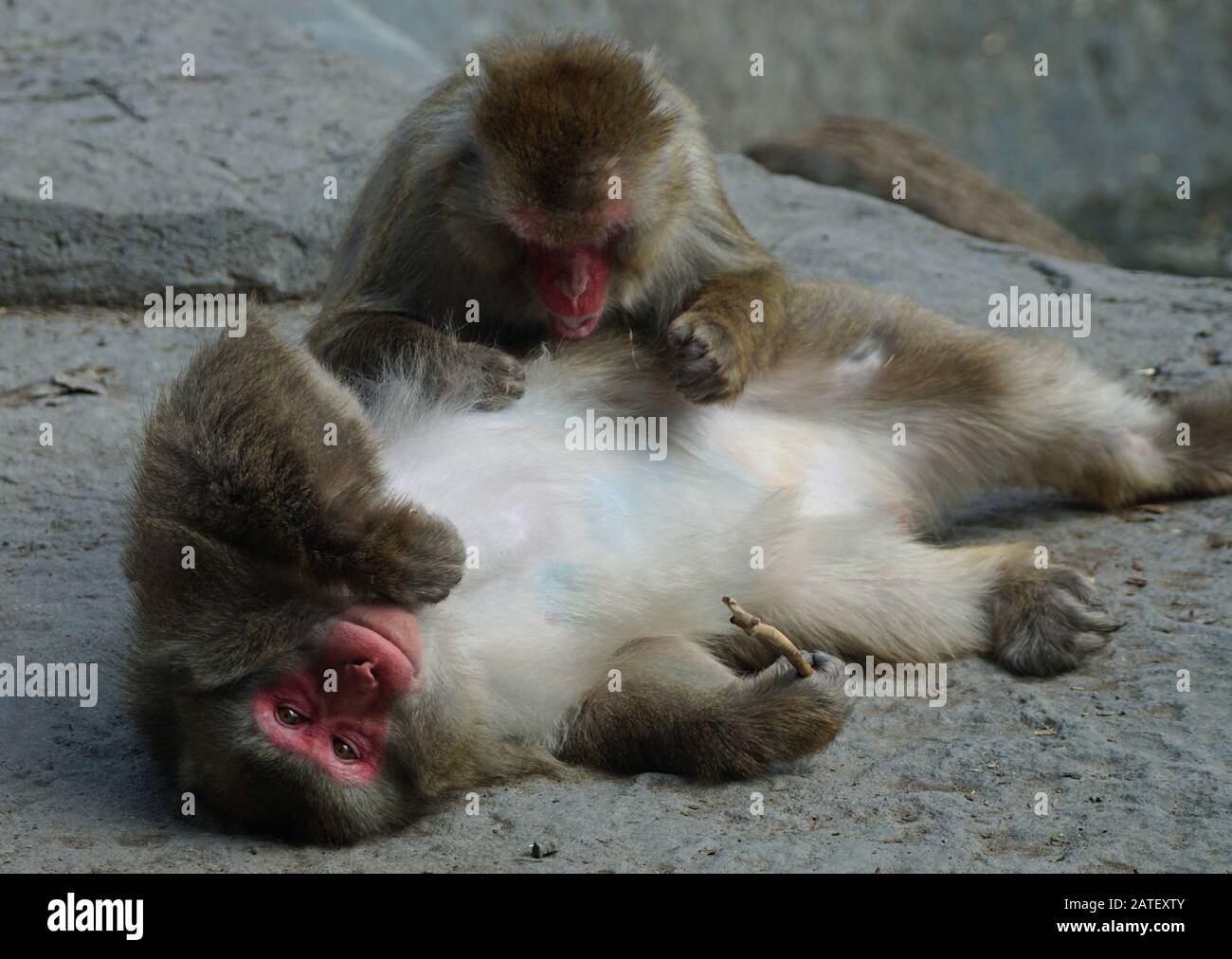 Close up of two japenese macaque monkeys grooming Stock Photo