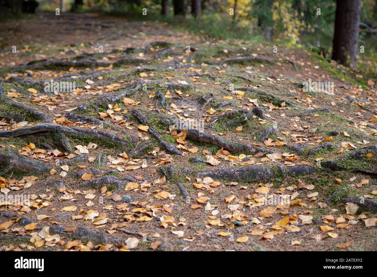 a forest  path near the little City Schöneck with many roots in autumn. Stock Photo