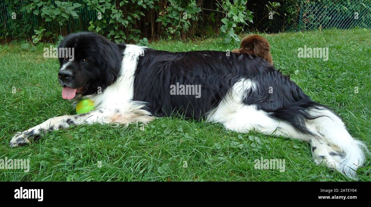 Adult newfoundland adult landseer dog and a brown newfoundland puppy hiding behind Stock Photo