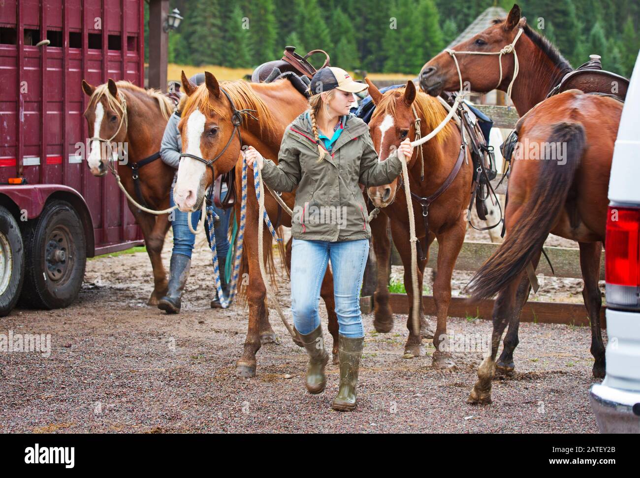 Girls grooming horses, Montana, USA Stock Photo