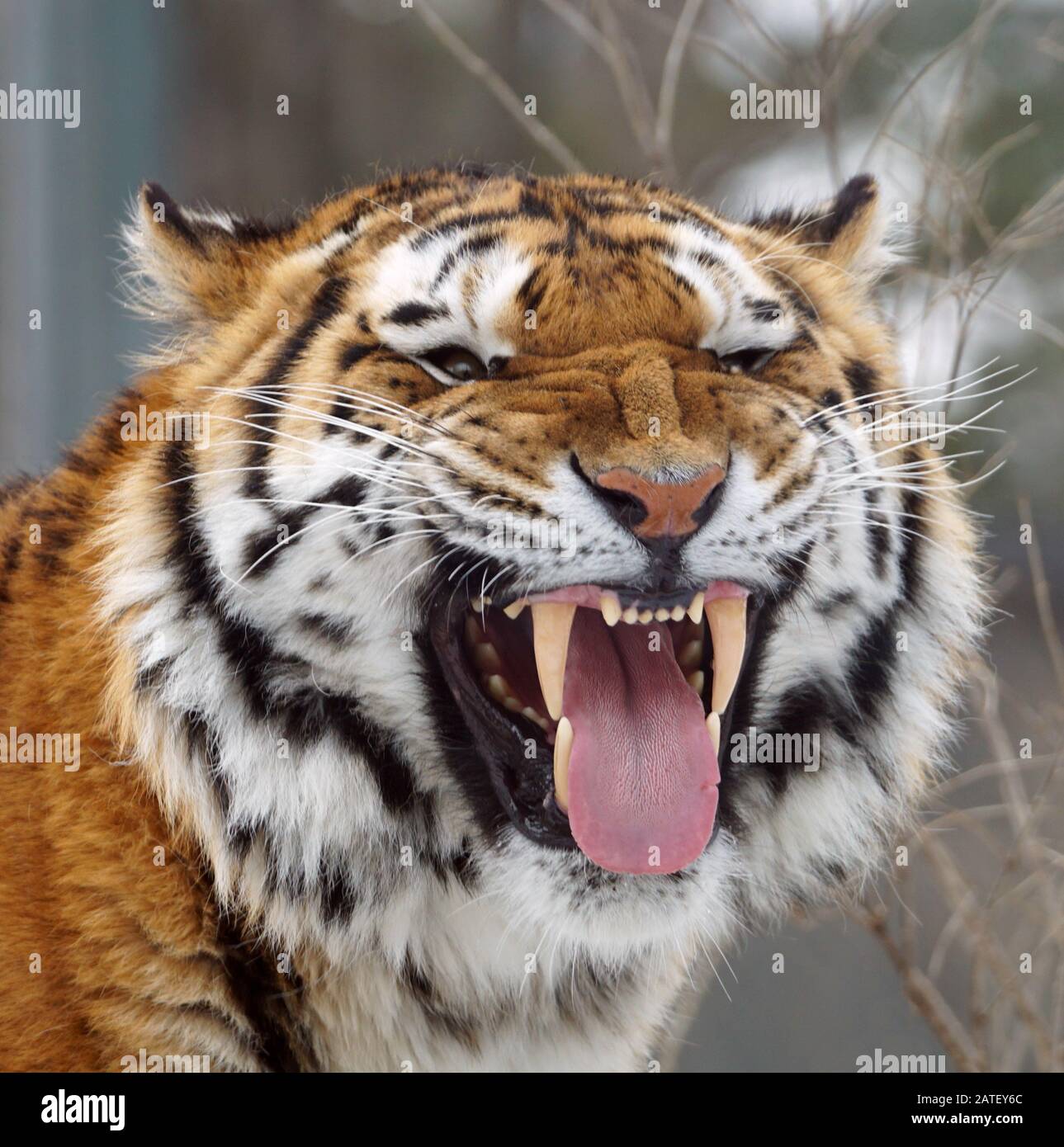 Extreme closeup  full frame  portrait of a tiger Stock Photo