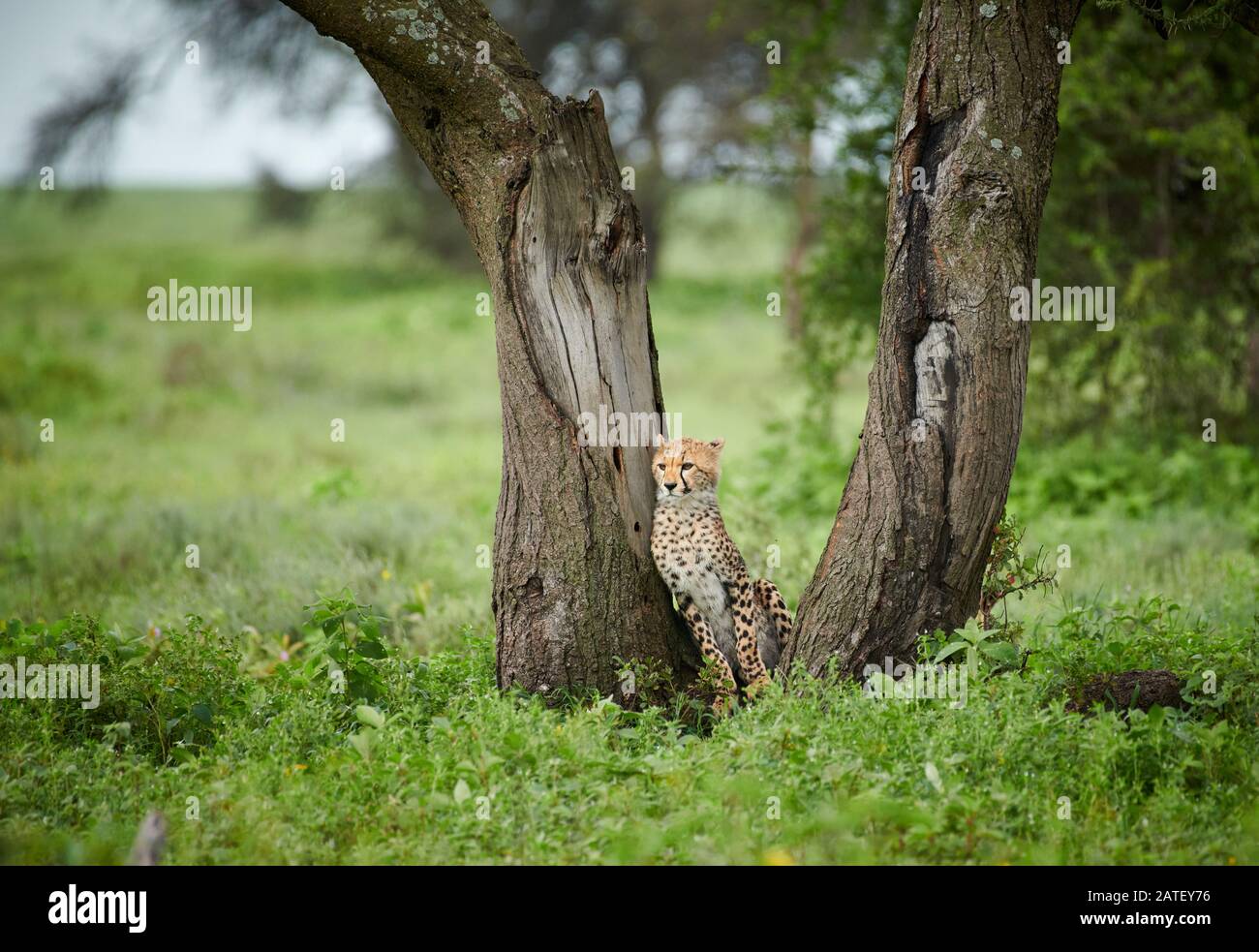 cute young cheetah, Acinonyx jubatus, in Serengeti National Park, Acinonyx jubatus, UNESCO world heritage site, Tanzania, Africa Stock Photo