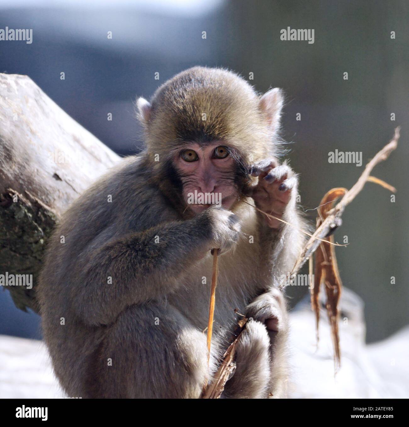 cute baby japanese macaque playing with wood and bark in his mouth Stock Photo