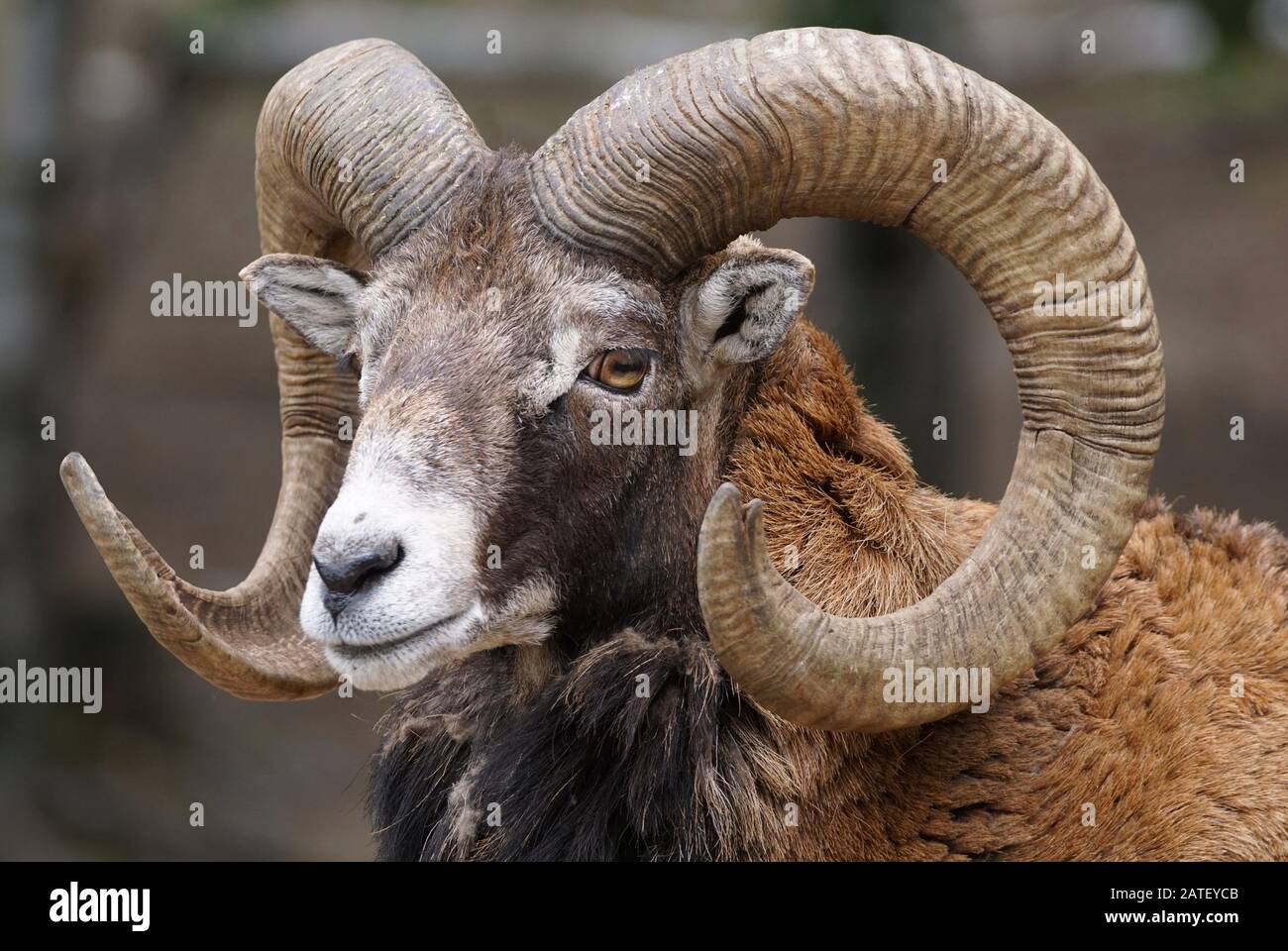 Full frame close-up portrait of a big horn ram mouflon Stock Photo