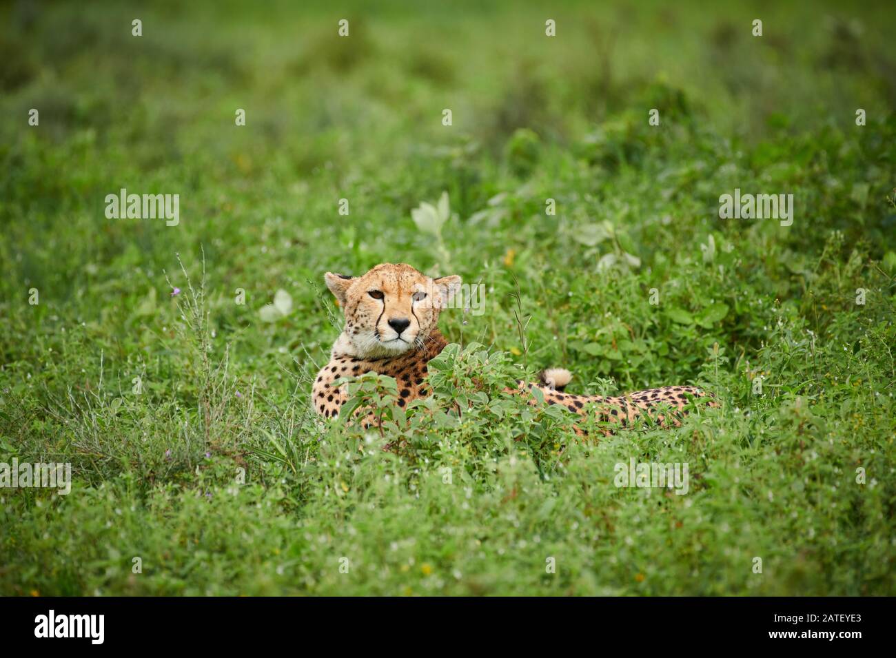 cheetah, Acinonyx jubatus, in Serengeti National Park, Acinonyx jubatus, UNESCO world heritage site, Tanzania, Africa Stock Photo