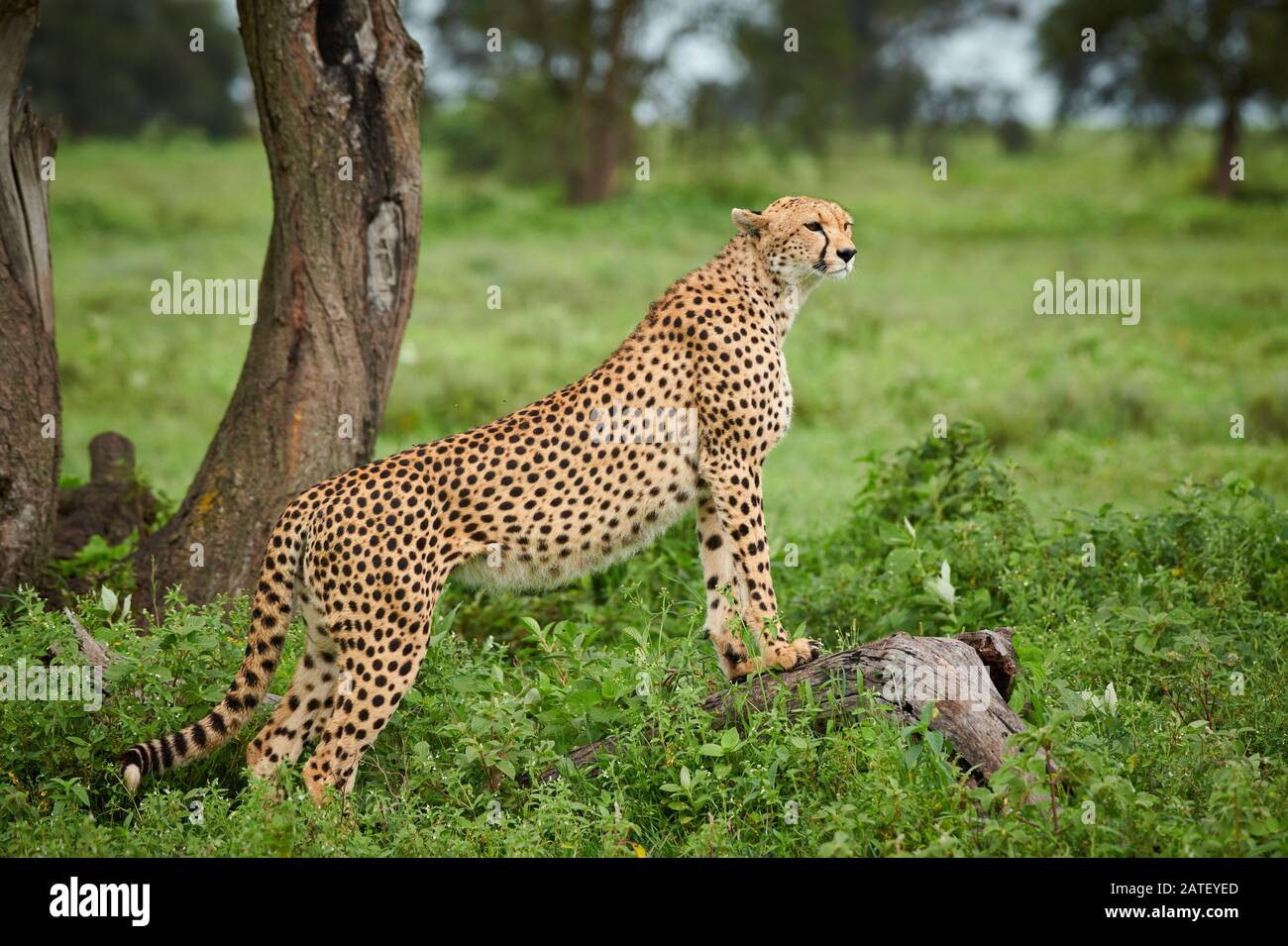 watching cheetah on a branch, Acinonyx jubatus, in Serengeti National Park, Acinonyx jubatus, UNESCO world heritage site, Tanzania, Africa Stock Photo