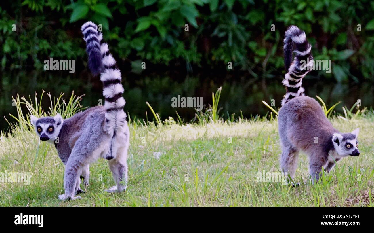 Two lemurs looking worried and watching surroundings Stock Photo