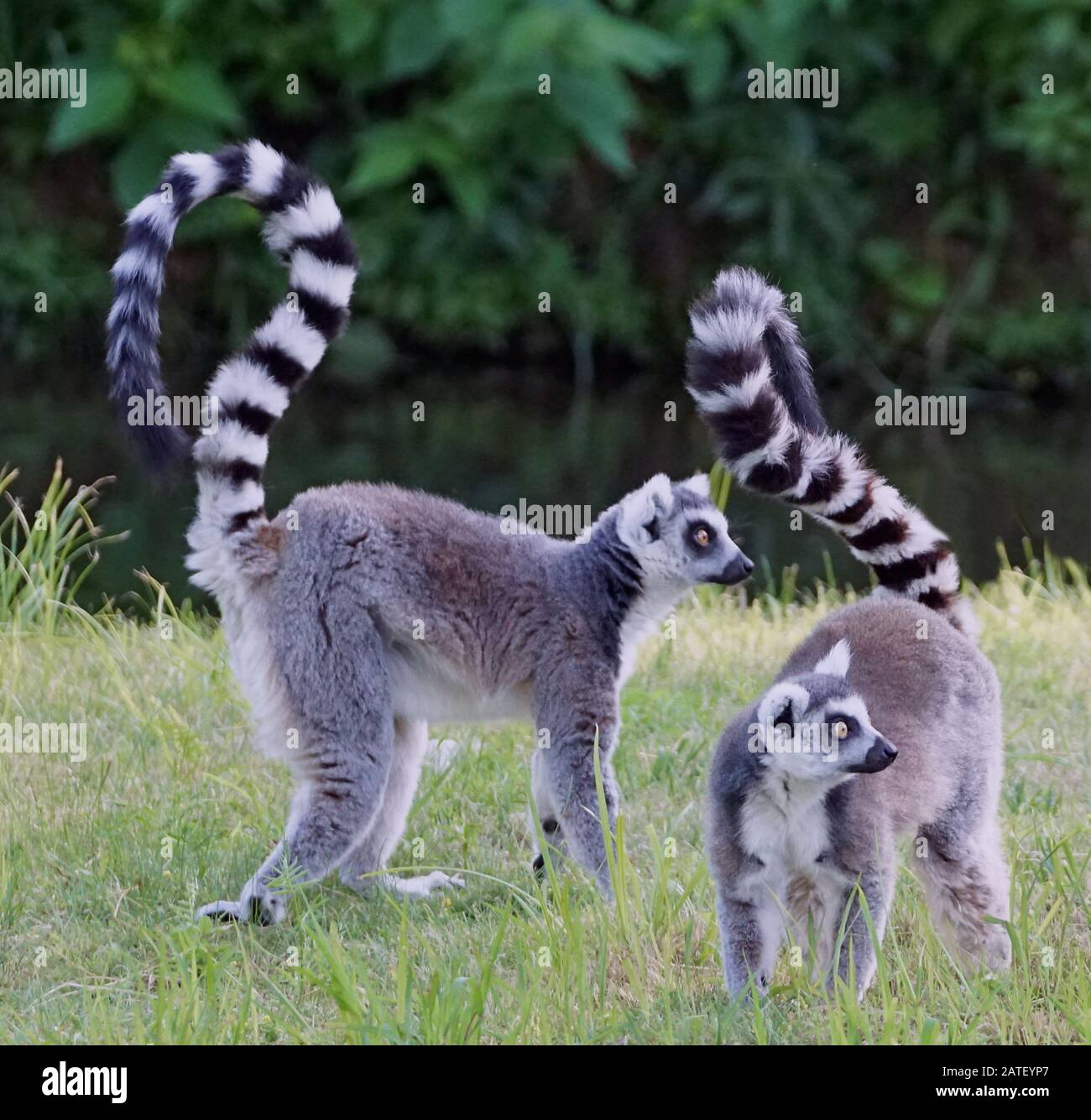 Two lemurs tails up watching the surroundings Stock Photo