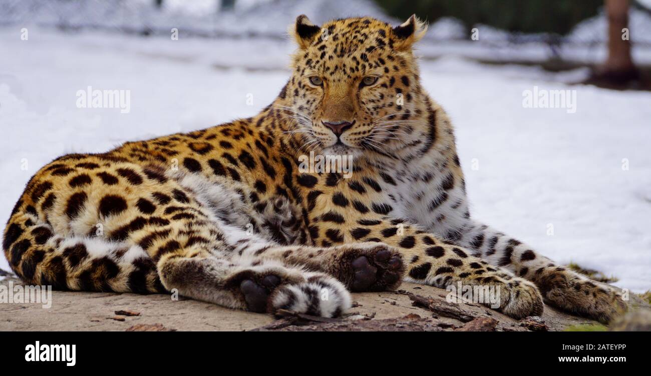Close-up of an Isolated leopard in winter laying on a rock Stock Photo