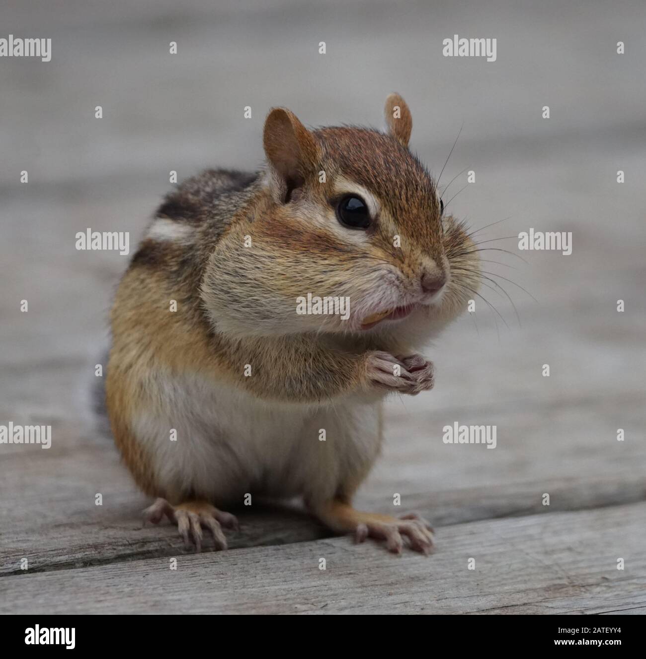 A  cute chipmunk with his cheeks full of peanuts Stock Photo