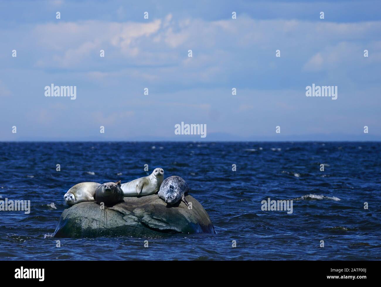 Seal sliding down rock hires stock photography and images Alamy
