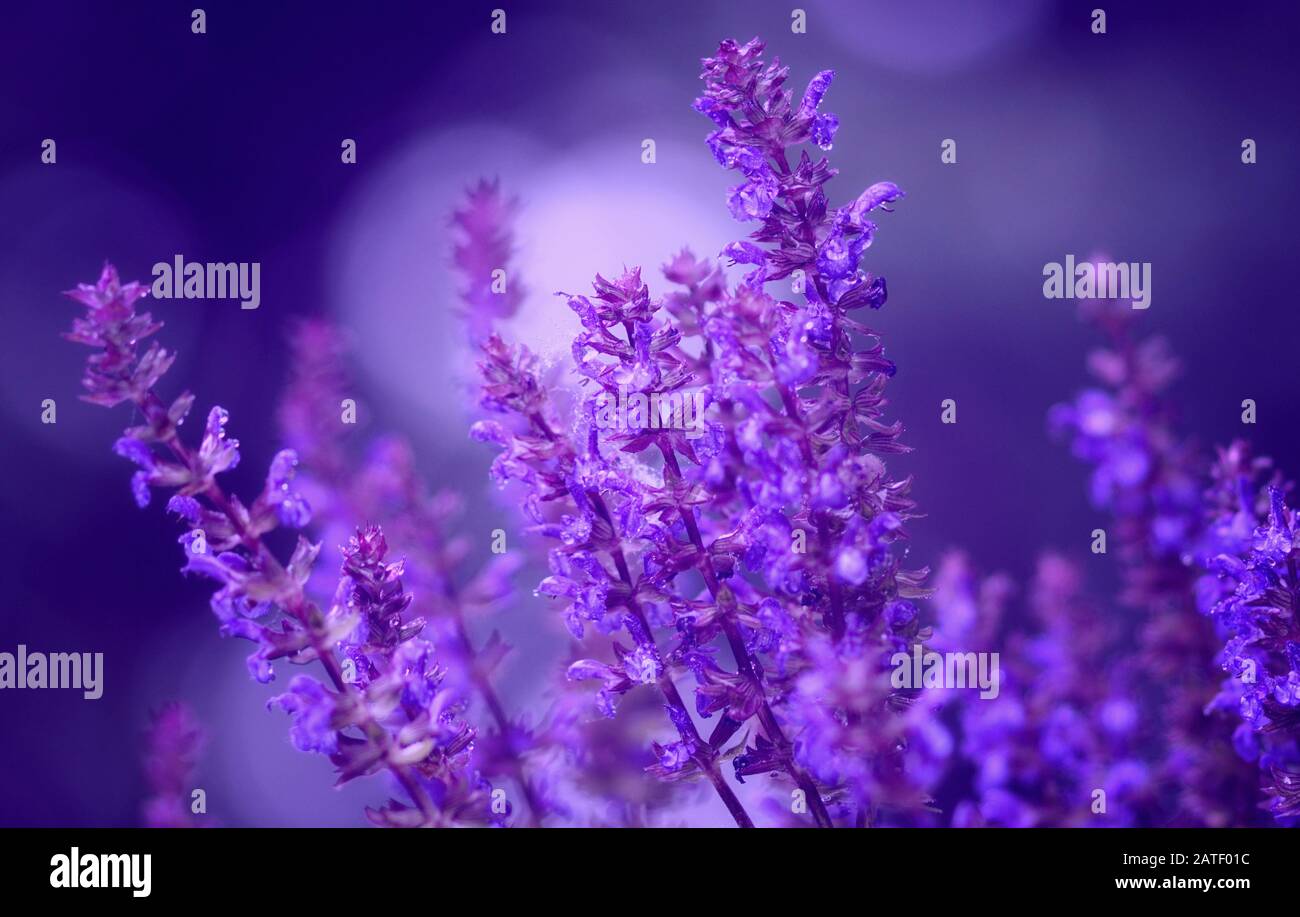 Awesome branches of purple sage on a luminous white and pastel blue background Stock Photo