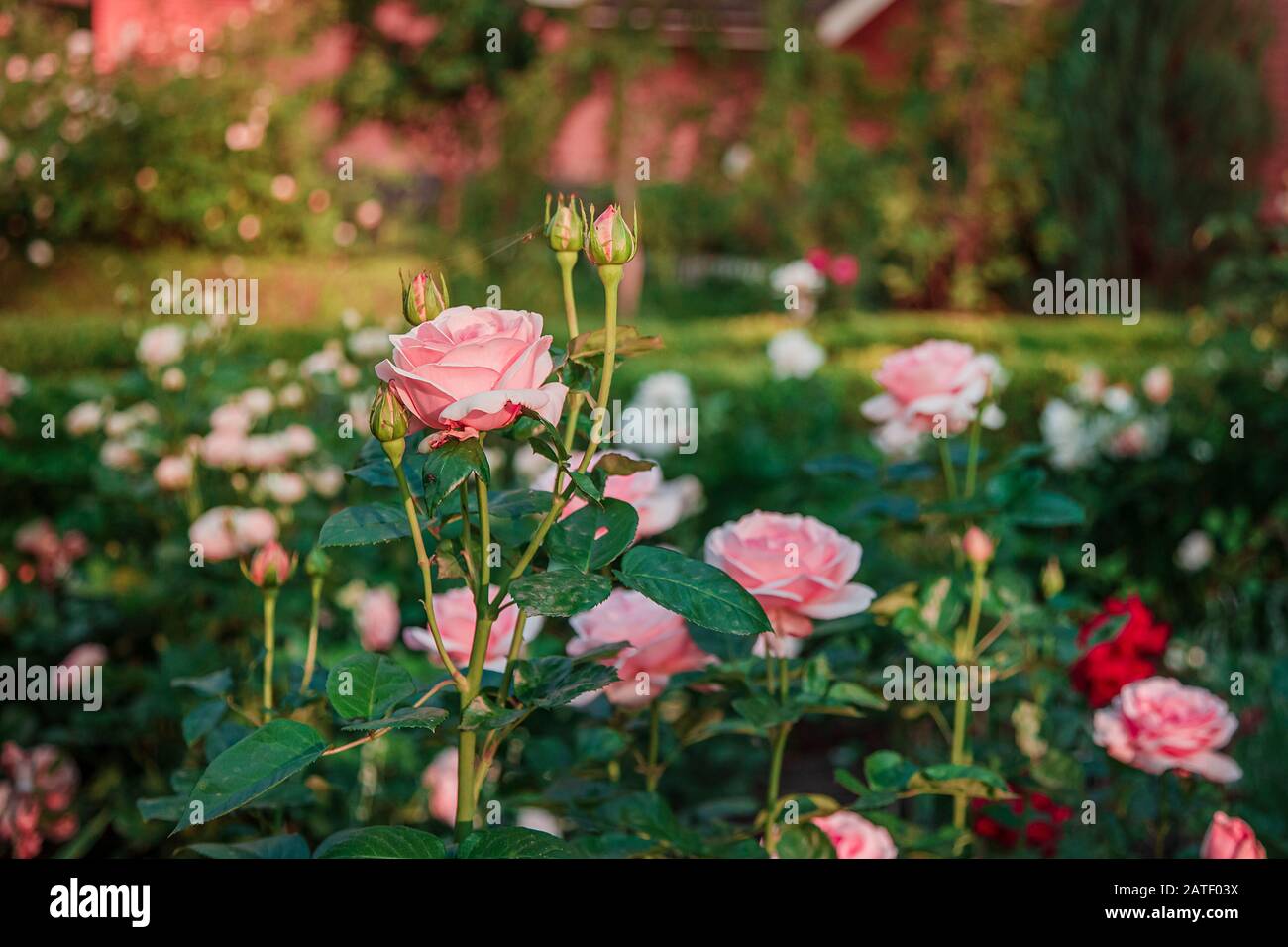 Help Me Find Roses Beautiful roses in the garden, growing different varieties of flowers ...