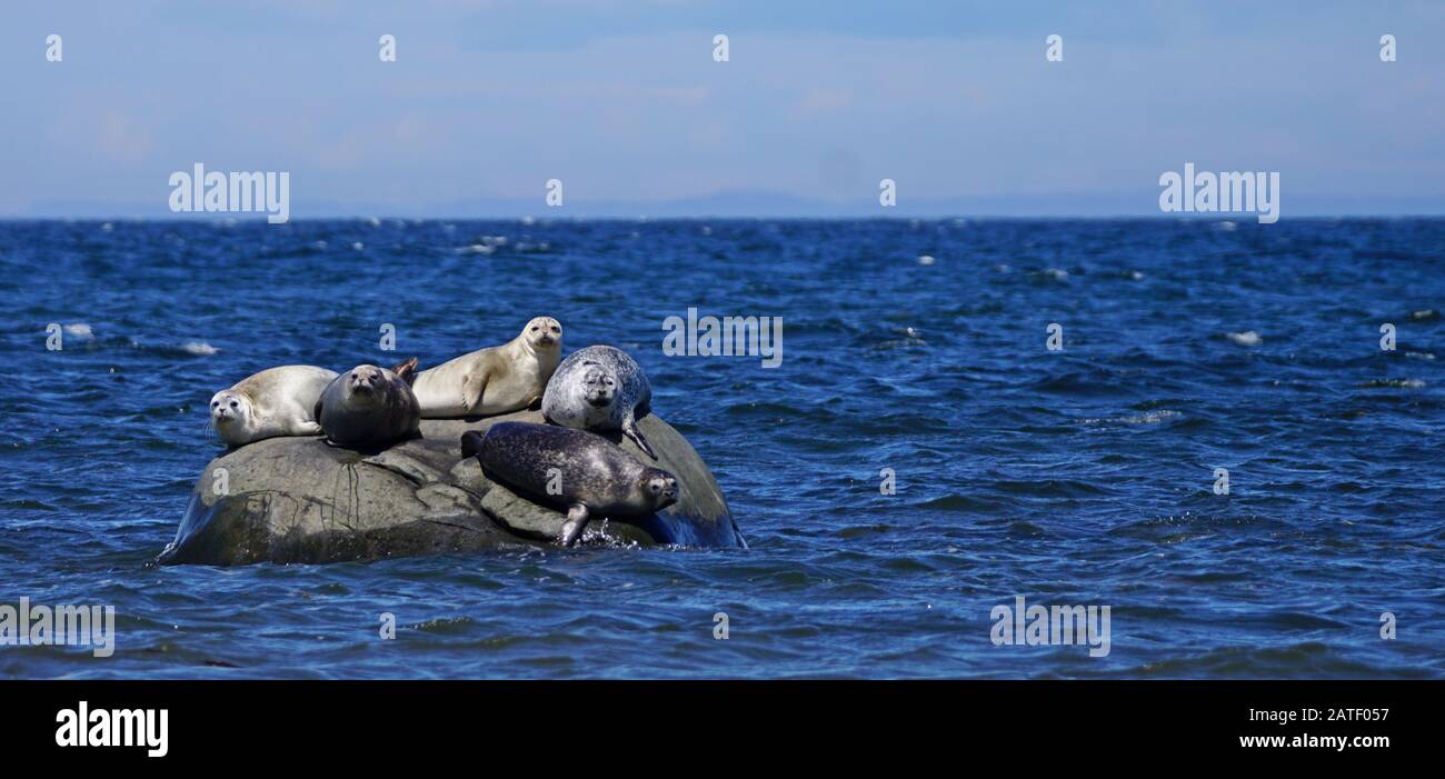 Seal sliding down rock hires stock photography and images Alamy