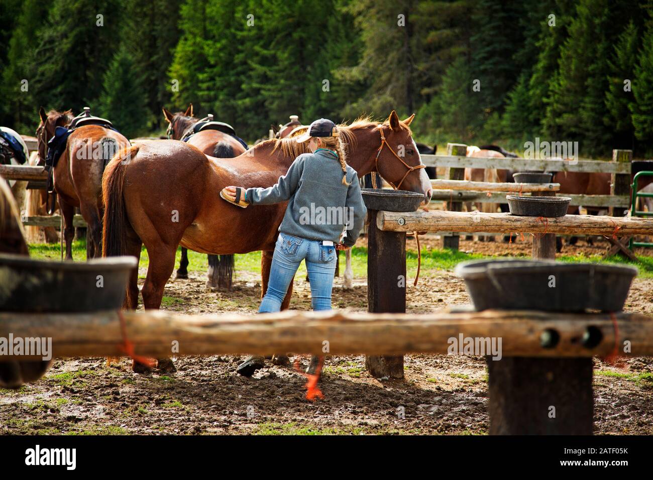 Girls grooming horses, Montana, USA Stock Photo