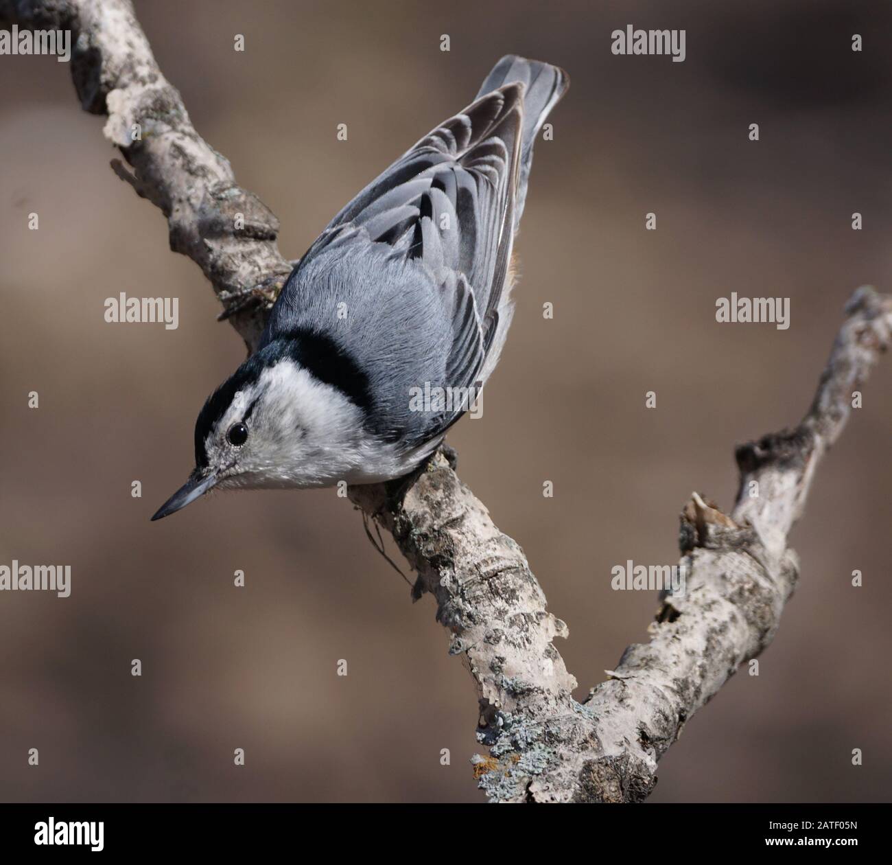 Close-up portrait of  nuthatch bird perched head down on a branch Stock Photo