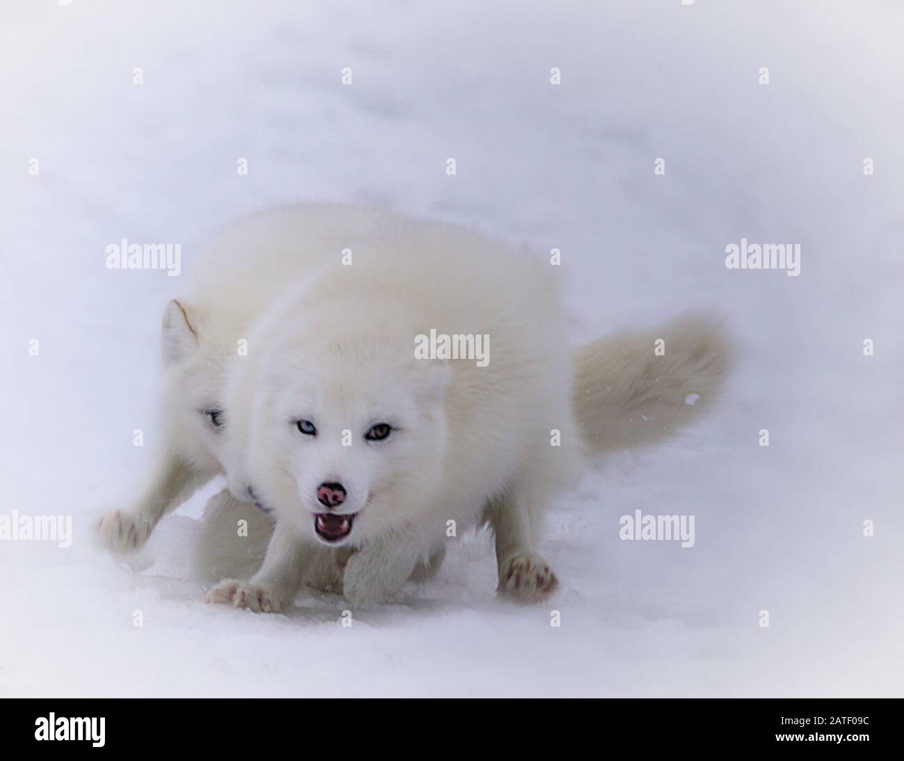 Two beautiful white arctic foxes racing in the snow Stock Photo