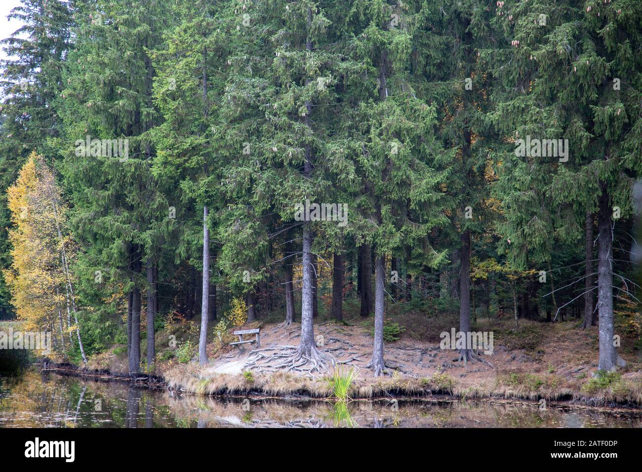 a little lake in a forest in autumn Stock Photo - Alamy