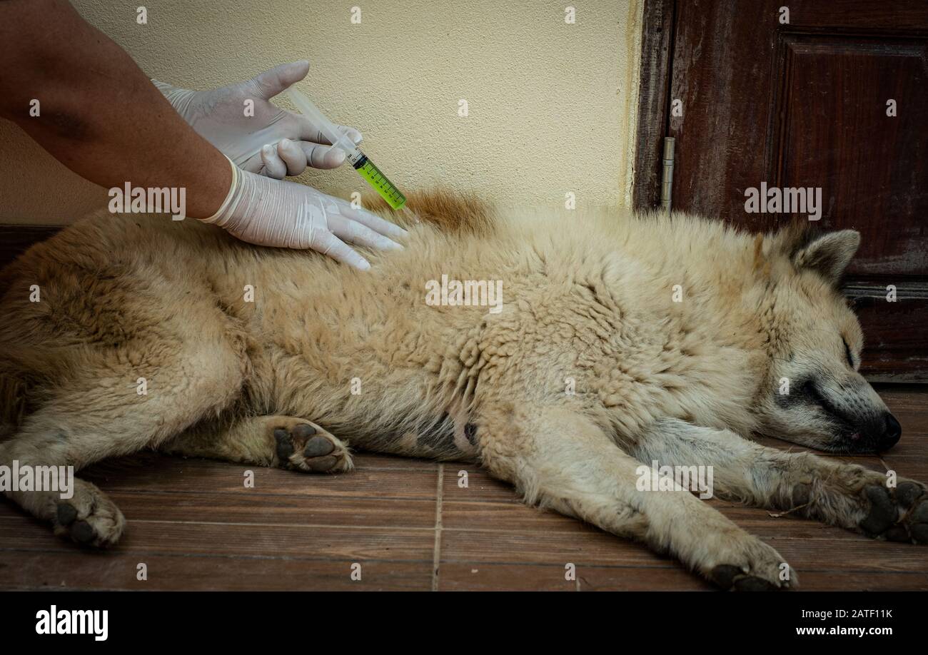 Doctor giving injection to dog hi-res stock photography and images - Alamy
