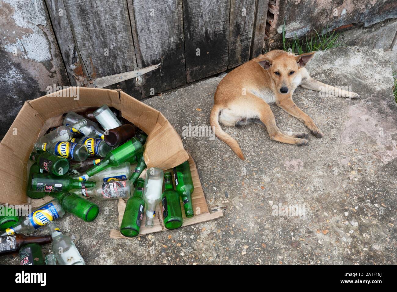 Stray dog empty glass beer bottles, Toco, Trinidad and Tobago Stock Photo Alamy