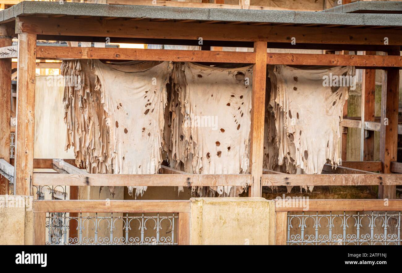 Drying Leather in Chouara Tannery, Fez, Morocco Stock Photo