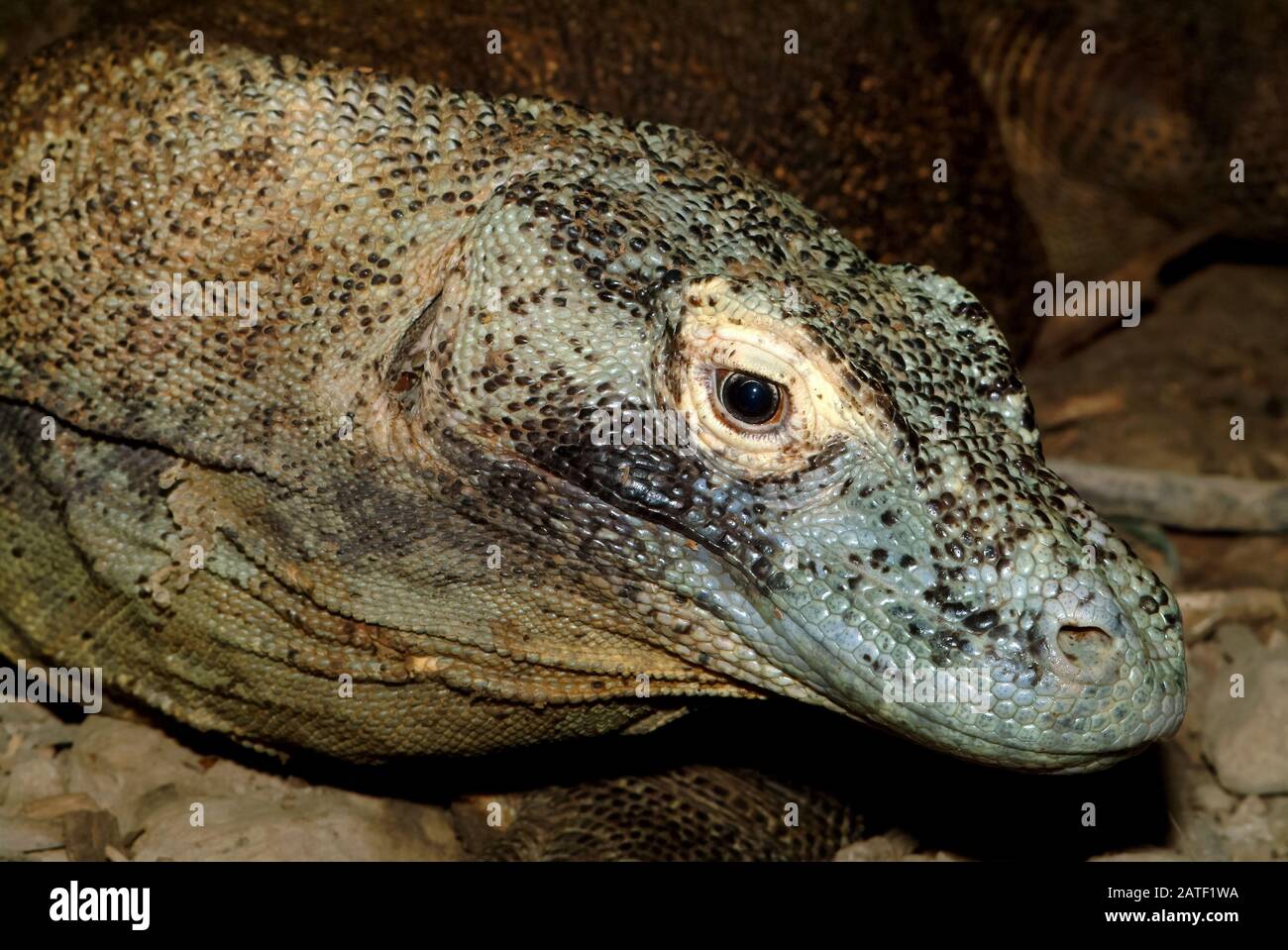 Komodo dragon, Komodo monitor, Komodowaran, Varanus komodoensis Stock Photo