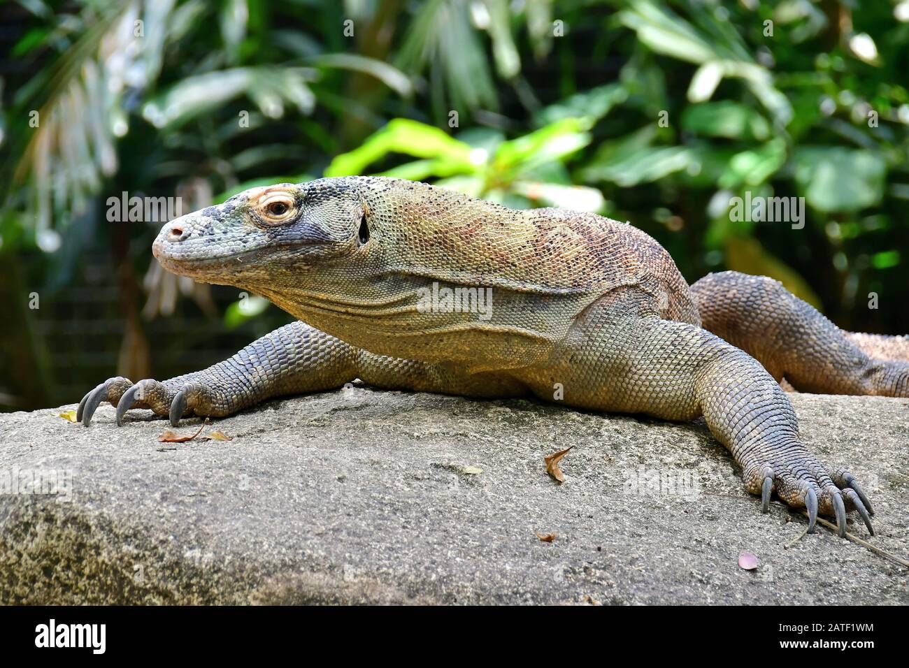 Komodo dragon, Komodo monitor, Komodowaran, Varanus komodoensis Stock Photo