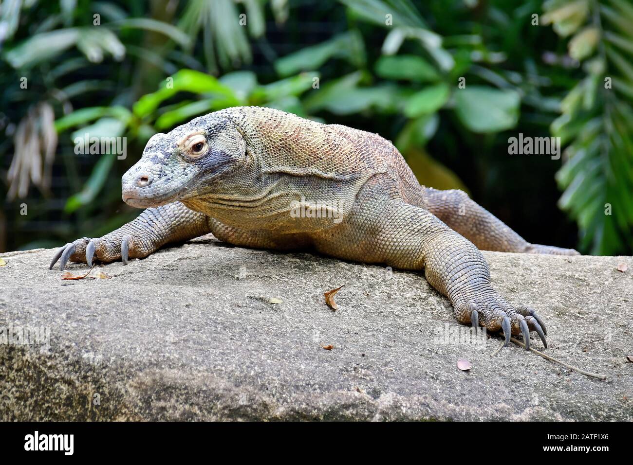 Komodo dragon, Komodo monitor, Komodowaran, Varanus komodoensis Stock Photo