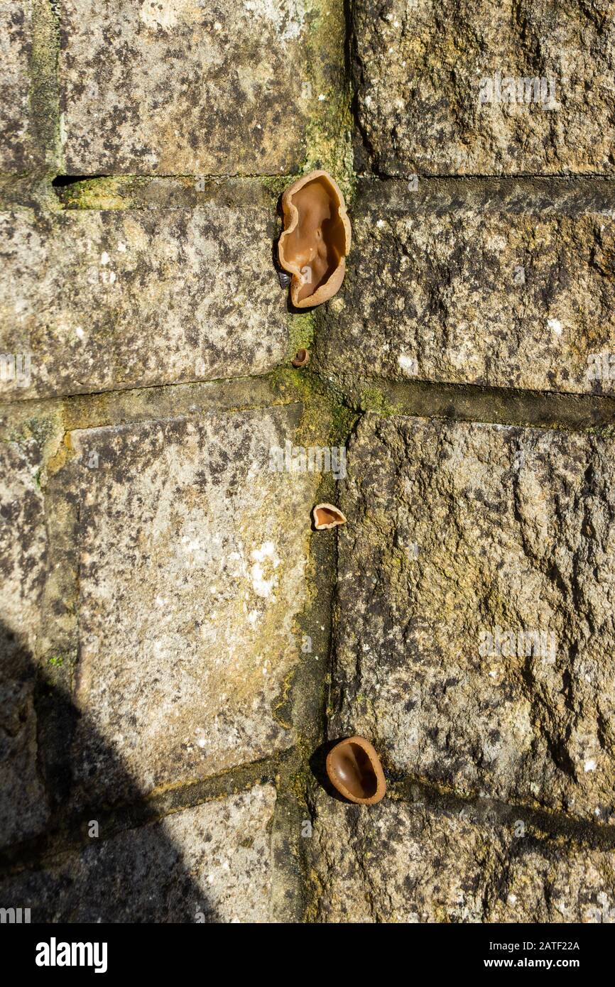 4 Peziza similar to jelly ear fungi Auricularia auricula-judae seen growing from  2 walls where the walls meet Stock Photo