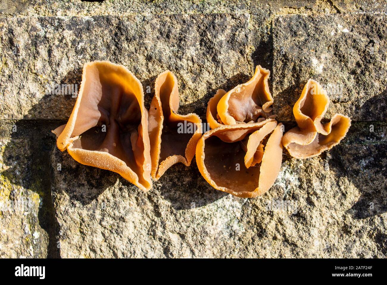 Close view of a cluster of Peziza similar to  jelly ear fungi Auricularia auricula-judae growing from a wall Stock Photo