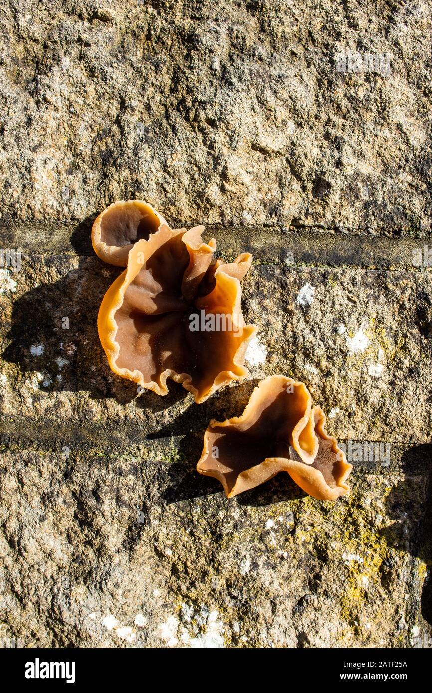 3 Peziza similar to  jelly ear fungi Auricularia auricula-judae seen growing from a wall Stock Photo