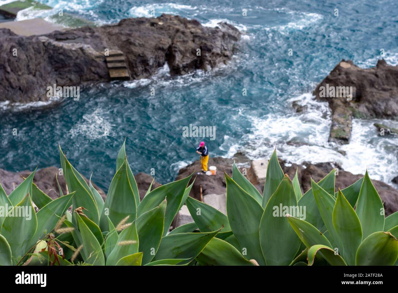 Agave plants in front and sea and cliffs and a fisherman out of focus in background, picture from Funchal Madeira, Portugal. Stock Photo