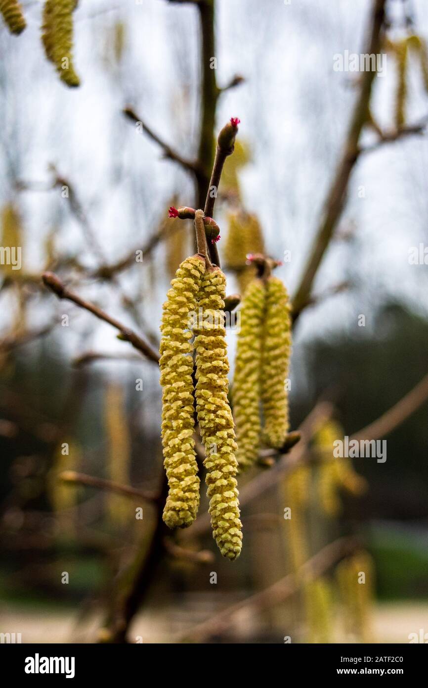 Yellow Hazel tree Corylus avellana male catkins with pink female flower styles visible from buds Stock Photo