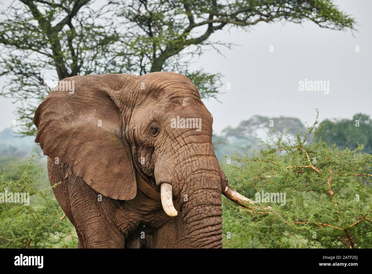 aggressive male African bush elephant, Loxodonta africana, in Tarangire National Park, Tanzania, Africa Stock Photo