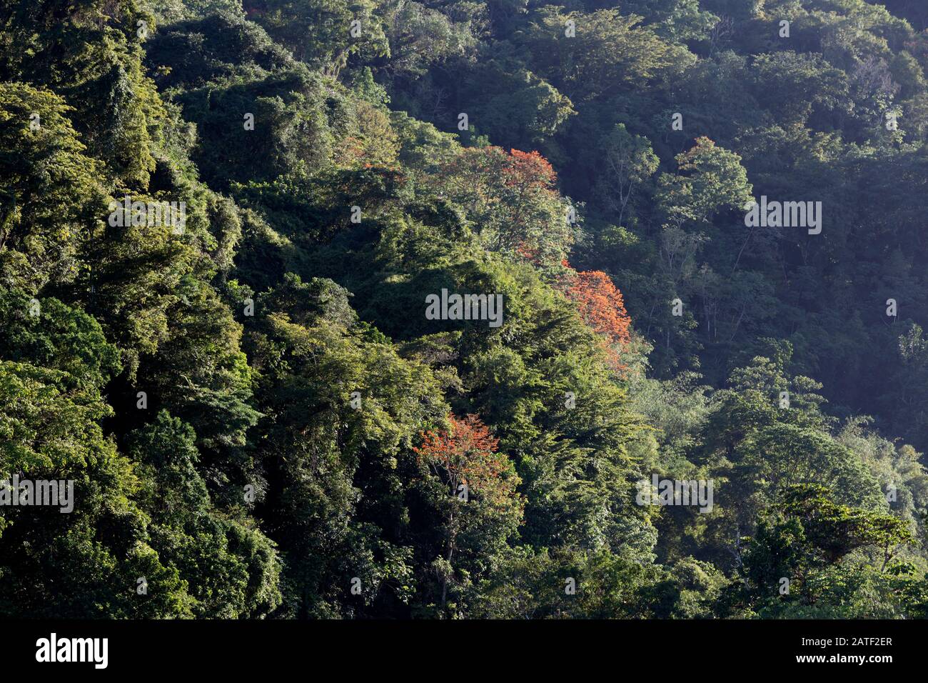 Orange Immortelle trees on a forested slope, Grand Riviere, Trinidad