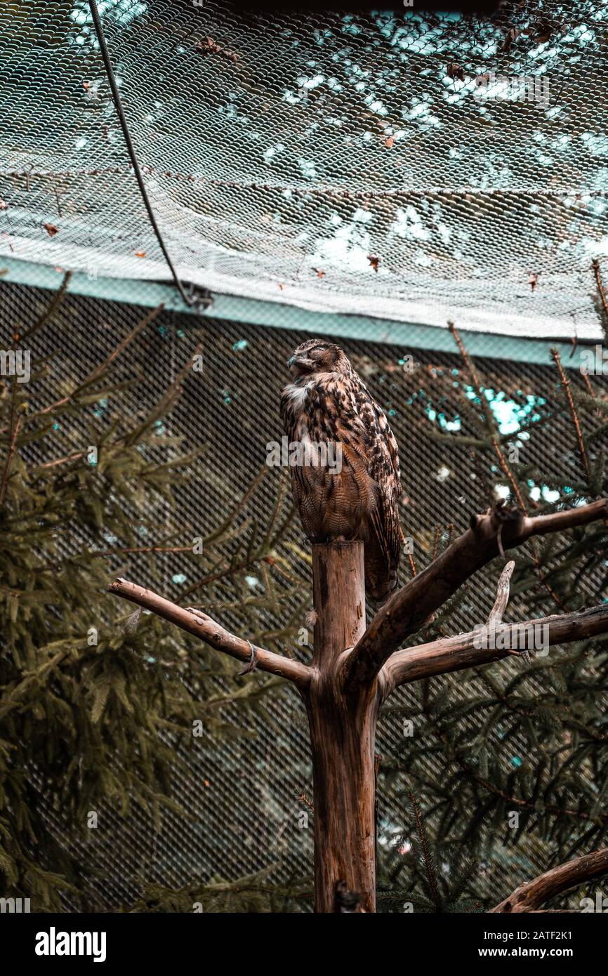 sleeping owl in the zoo of Innsbruck Stock Photo