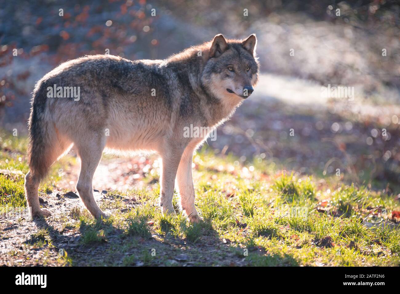 What for wonderful creatures, Wolves... Stock Photo