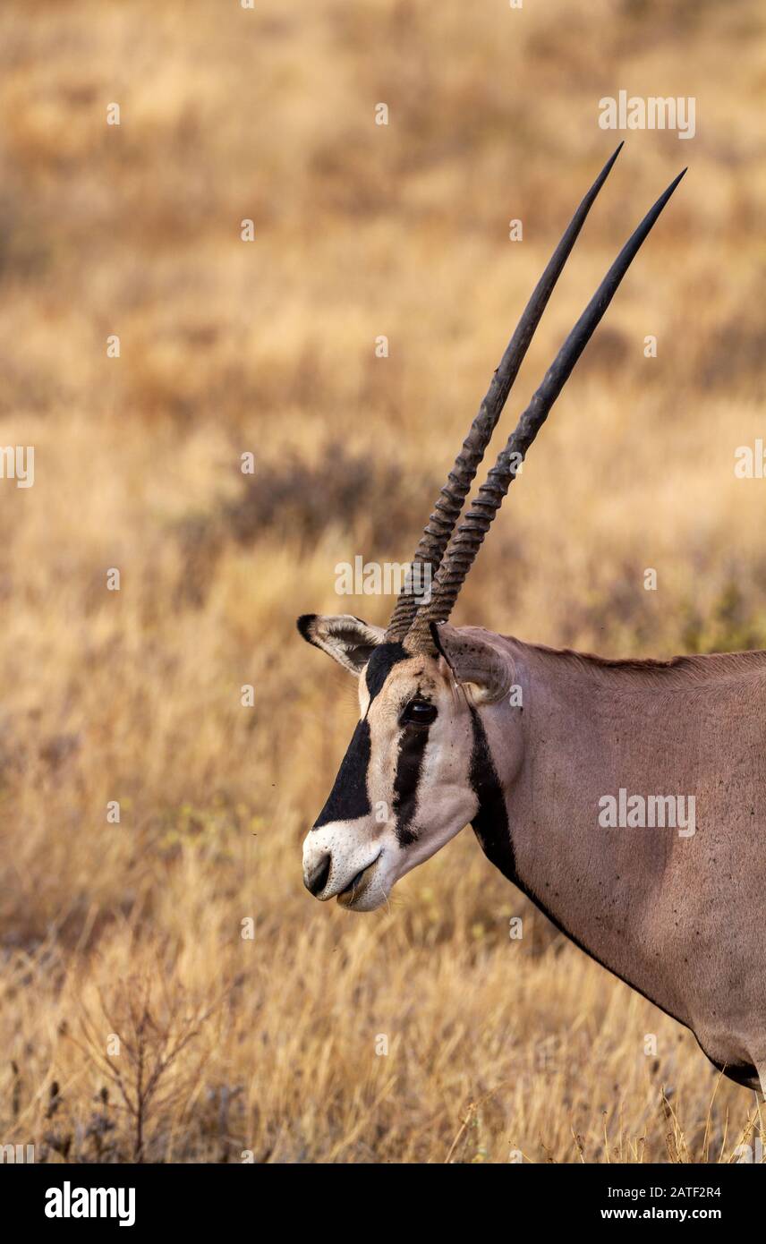 Straight horns hi-res stock photography and images - Alamy