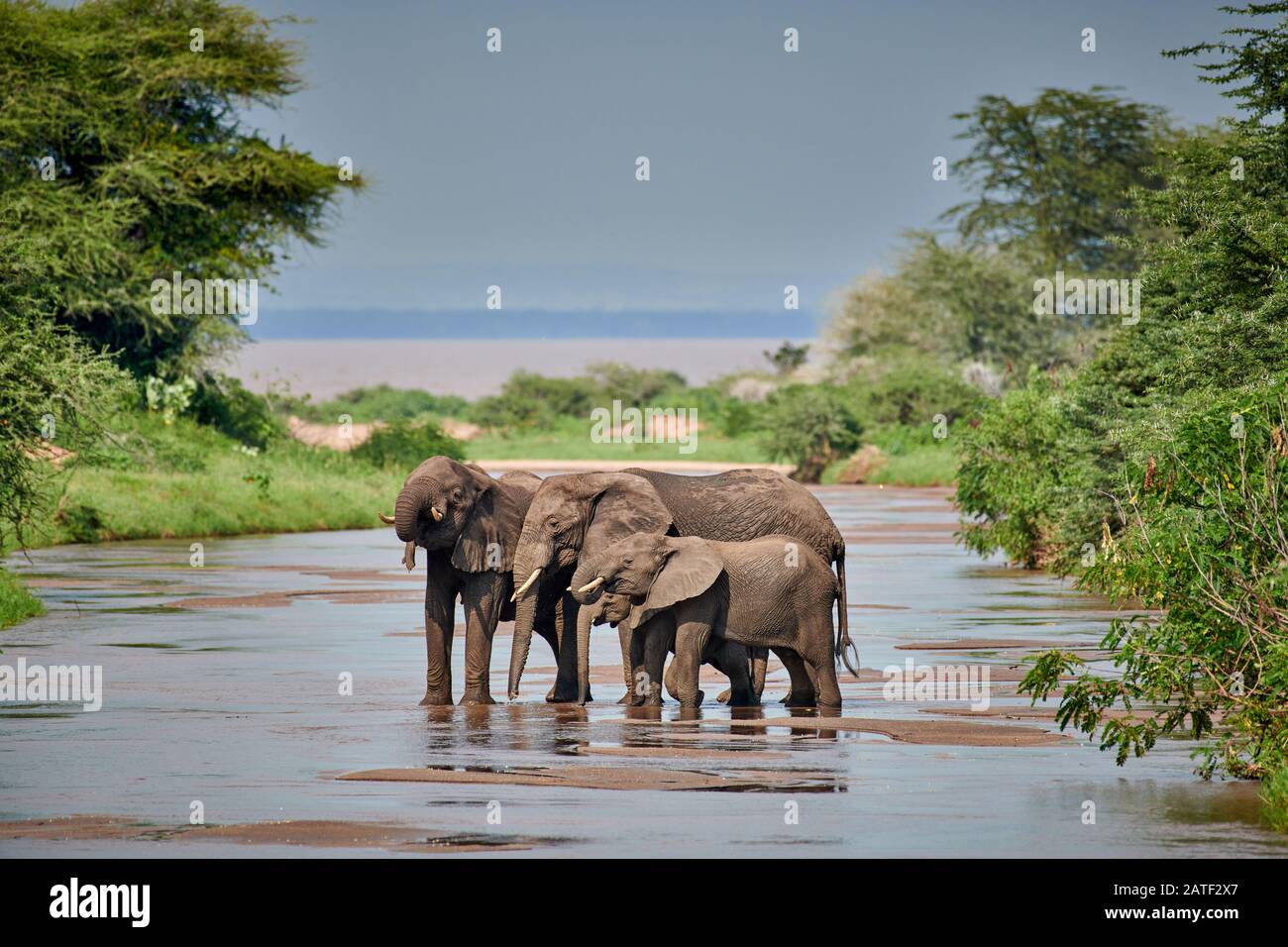 three African bush elephants, Loxodonta africana, standing in river in Manyara National Park, Tanzania, Africa Stock Photo