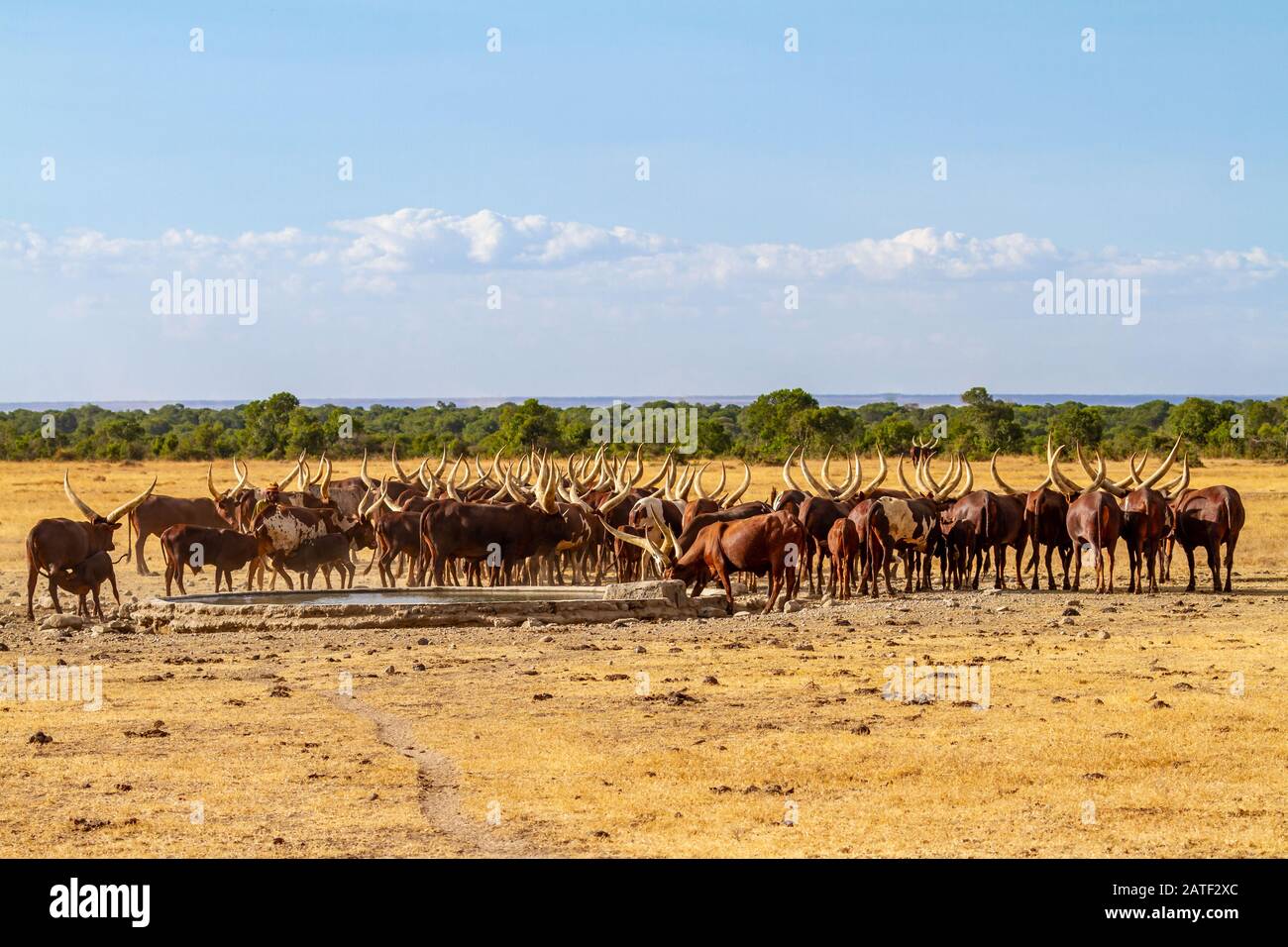Ankole long horned cattle herd at waterhole with long curved horns. Ol Pejeta Conservancy, Kenya, Africa. Sanga group African cattle livestock Stock Photo