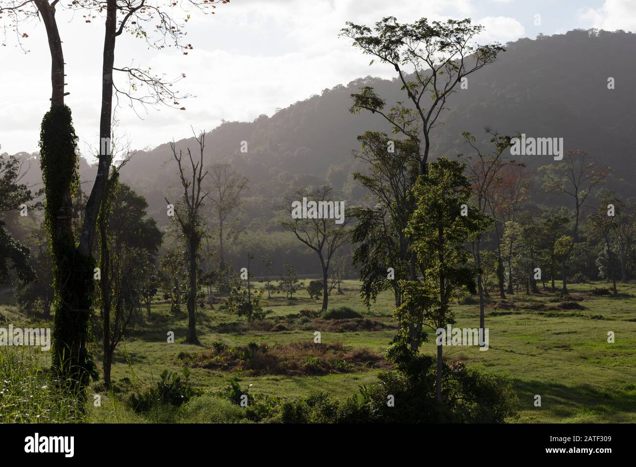 Trinidad Savannah High Resolution Stock Photography And Images Alamy Trinidad Savannah High Resolution Stock Photography And Images Alamy